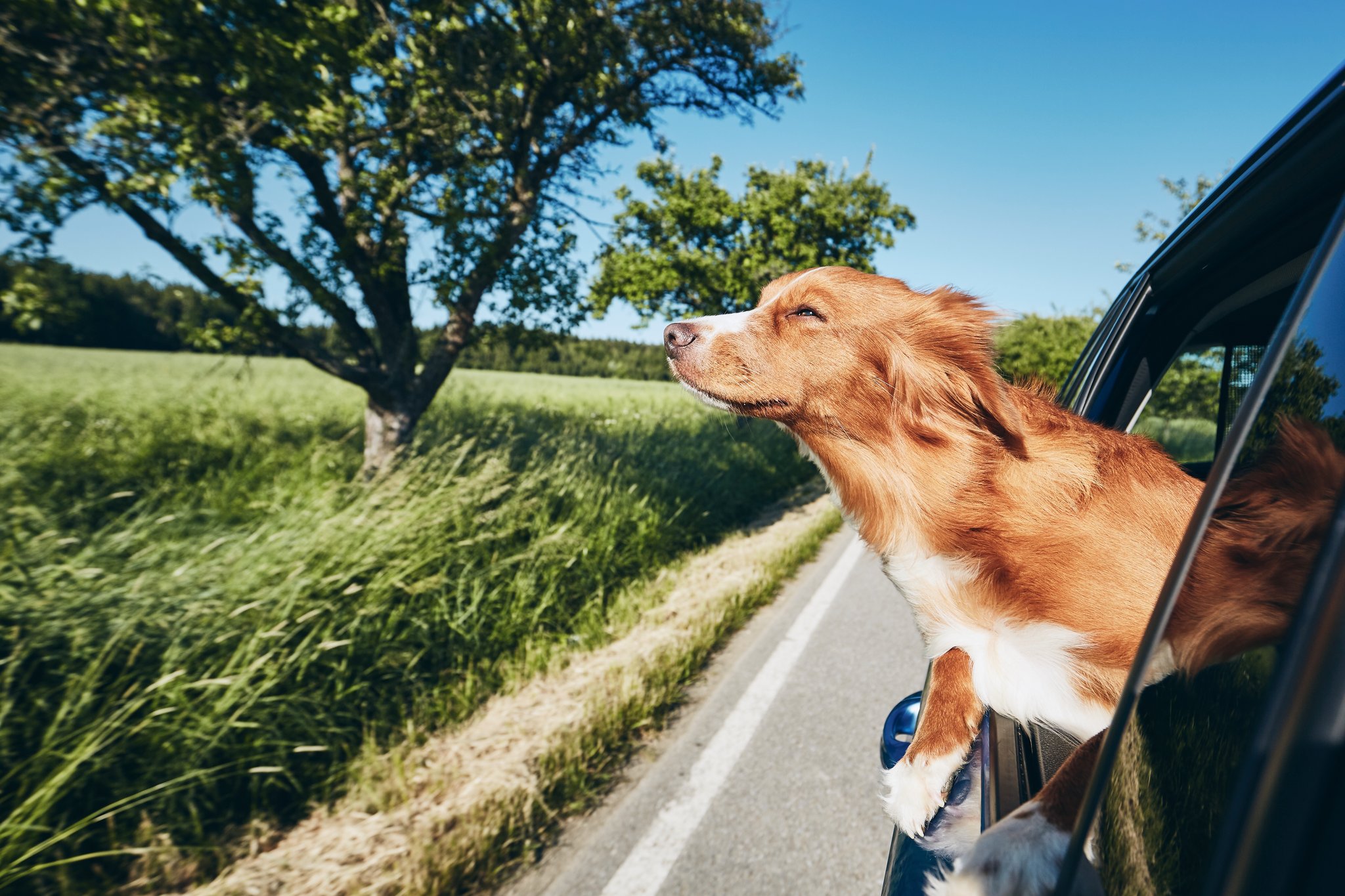 can dogs travel